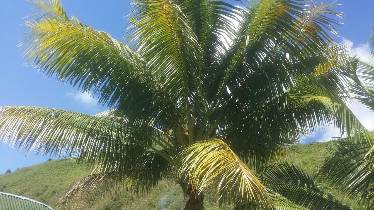 Location " La Pirogue " Maison D'Hotes A Moorea 哈皮蒂 外观 照片